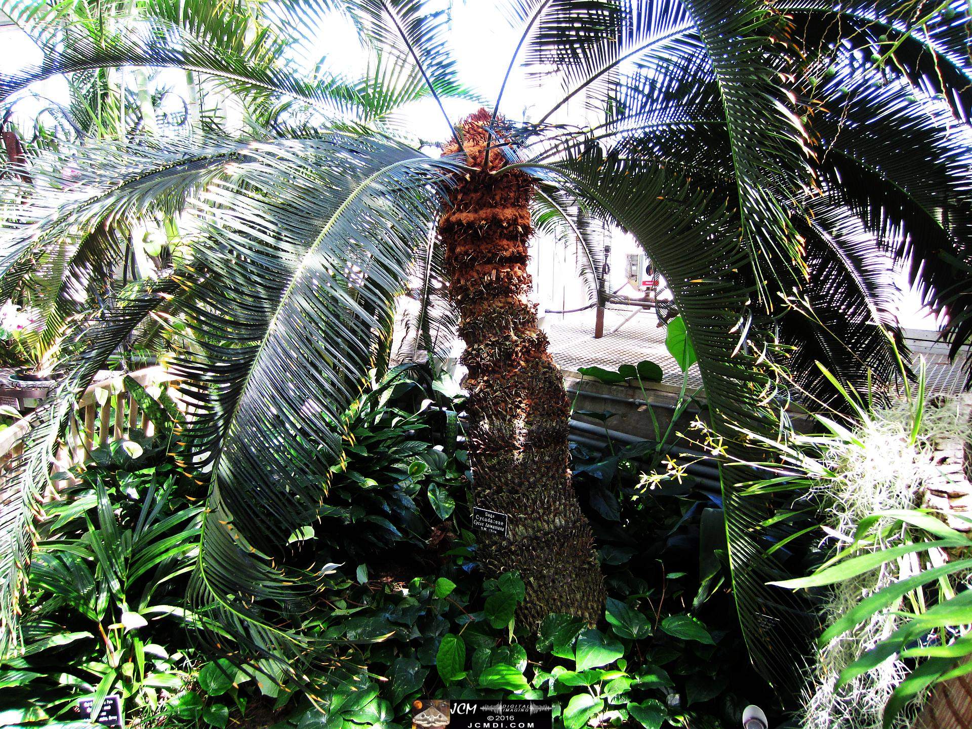 Como Zoo conservatory, MN tropical palm